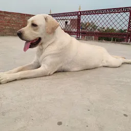 Shvan (Dogs)kennel Lucknow