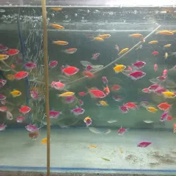 SHYAMA SHREE AQUARIUM (Babu Da)