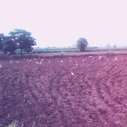 Sidhu Agro Farm vill Nadiali.