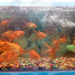 Silver Fish Aquarium pet care