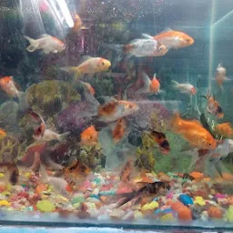 Silver Fish Aquarium pet care