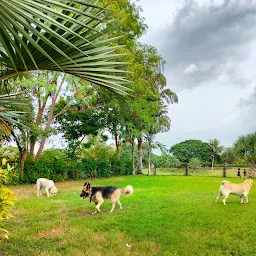 Simba’s Pride: Dog Boarding