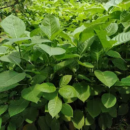 Snehvanda Nursery