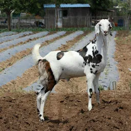 Snow White Goat Farm Nashik