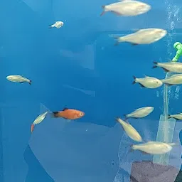 Solo Aquarium