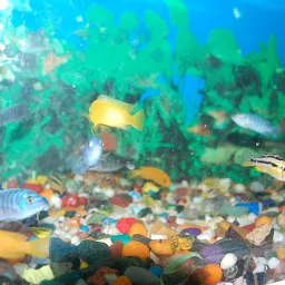Somya Fish Aquarium - Best Fish Aquarium In Varanasi