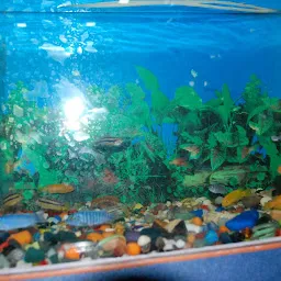 Somya Fish Aquarium - Best Fish Aquarium In Varanasi