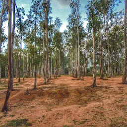 Sonajhuri Forest