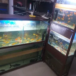 Sonali home fish aquarium