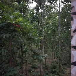 Sonamukhi Forest