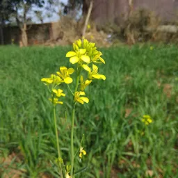 Sonari Childrens Park