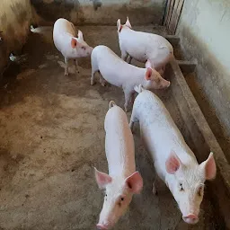 SR Piggery Farm