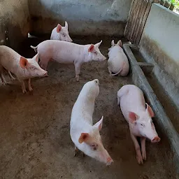 SR Piggery Farm