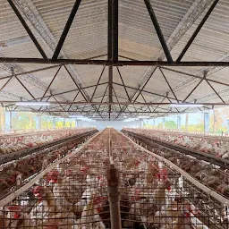 Sri Amman Poultry Farms Ltd