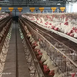 Sri Amman Poultry Farms Ltd