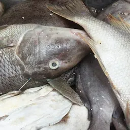Sri godavari live fish zone