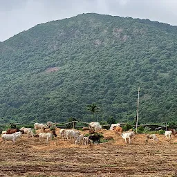 Sri Suryanarayana Swami Temple