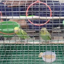 STAR BIRDS BREEDER