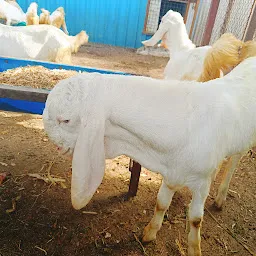 Star Goat Farm