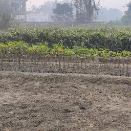 स्थायी पौधशाला, वन विकास केन्द्र, कटिहार