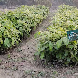 स्थायी पौधशाला, वन विकास केन्द्र, कटिहार