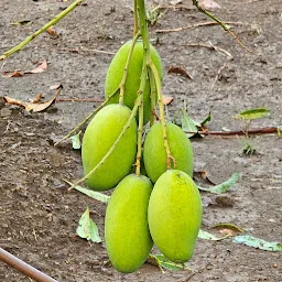 Sukriti Farmvilla