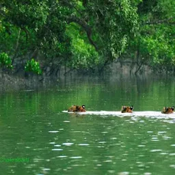 Sundarban Safari