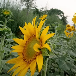 Sunflower Field