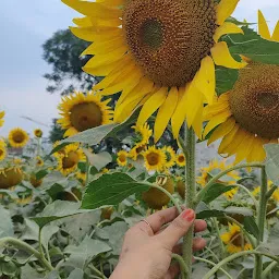 Sunflower Field