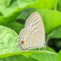 Sunkalpalya Lake Karnataka Forest Department