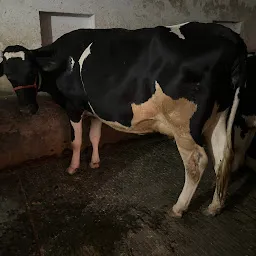 Suresh Gupta Dairy Farm ( Leading Livestock Supplier)