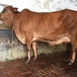 Suresh Gupta Dairy Farm ( Leading Livestock Supplier)