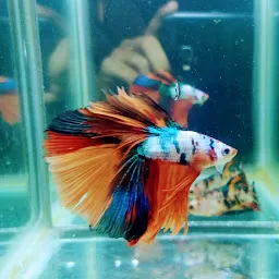 SV Bettas Bangalore