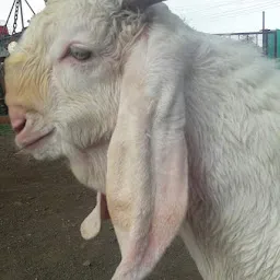 Swapnil Goat Farm