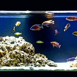 Swasti Fish Aquarium