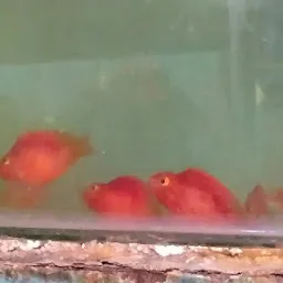Sweety colour fish