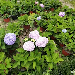 T. Kuotsu Fruit Farm, Kidima:Nagaland