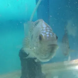 Taj Aquarium