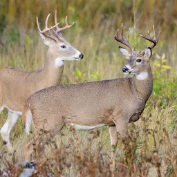 Takhani Rehmanpur Wildlife Sanctuary