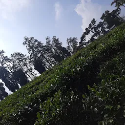 Tea Garden