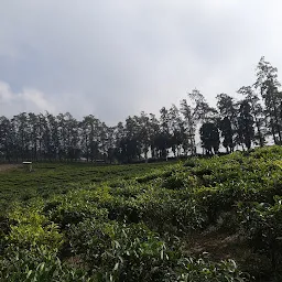 Tea Garden