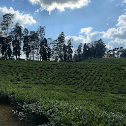 Tea Garden