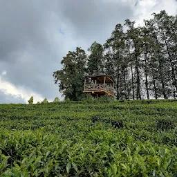 Tea Garden