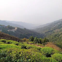 Tea Garden View