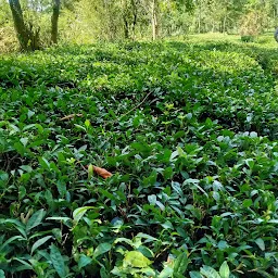 Tea Gardens Kangra