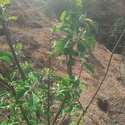 Thakur Apple Orchards