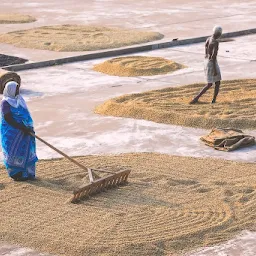 Thangam Coffee Curing Works