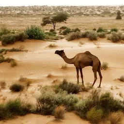 Thar Desert Tours