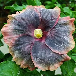 Arup's Floriculture Garden