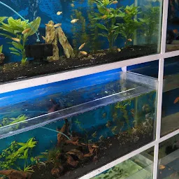 The aqua land, aquarium & fishes store